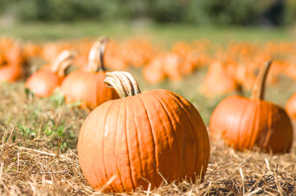 Math on the Go Count Your Pumpkins!
